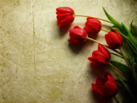 Red Tulips Hd Wallpapers