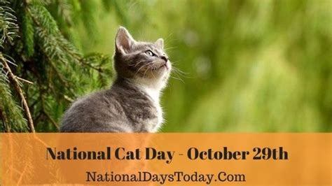 National Cat Day 2023 Things Everyone Should Know
