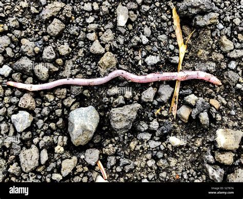 Crawling Earth Worm Stock Photo Alamy