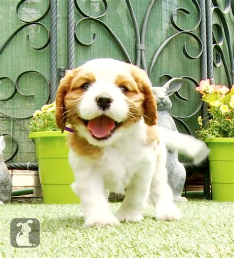 Cute Cavalier King Charles Spaniel Puppies King Charles Cavalier