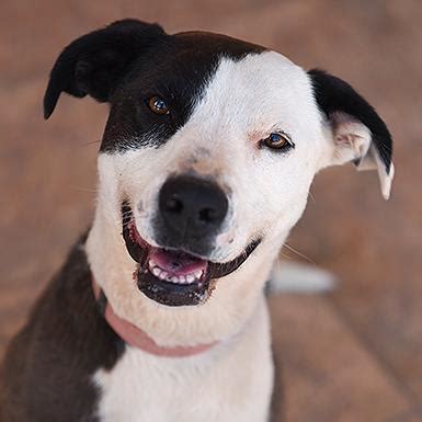 The pitbull border collies mix gets its looks from border collie, semi erect ears and muscular body. Female Border Collie / American Pit Bull Terrier / Mixed (short coat) named Safira available for ...