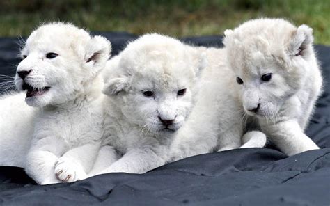 √ White Mountain Lion Baby Popular Century