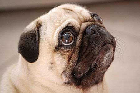 But breed and genetics influence how they prefer to show and receive it. Pug, dog say "I love you" - Cute Dog Video Clip : Mix Video