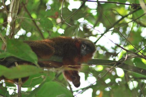 Conservation Program Of The Caquetá Tití Monkey Plecturocebus