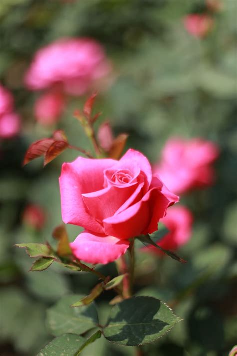 Incredible Compilation Of Over 999 Pink Rose Images In Stunning 4k Quality