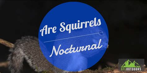 Are Squirrels Nocturnal Squirrels Sleeping Habits Explained