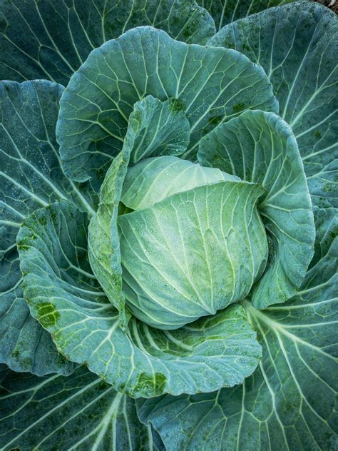 Free Stock Photo Of Cabbage Fresh Vegetable Garden