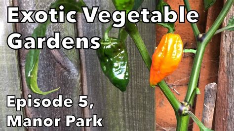 Ep05 Exotic Vegetable Gardens In London Shokher Bagan Youtube