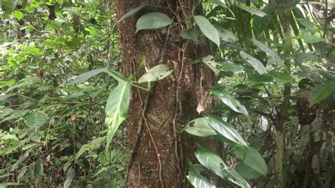 Vines And Adaptations In The Amazon Rainforest 1000000beforeidie