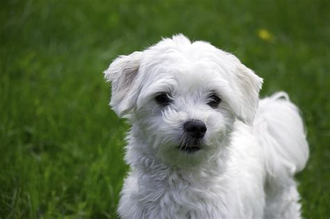 Maltese Dog