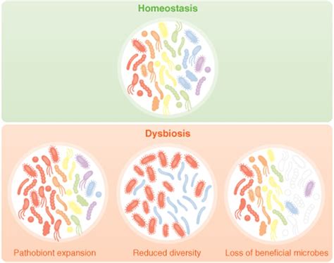 Defining Dysbiosis And Its Influence On Host Immunity And Disease