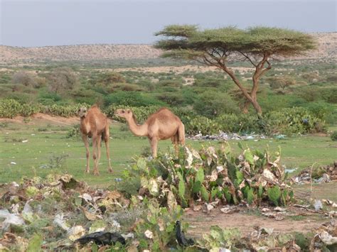 travel to somaliland everything you need to know to travel somaliland