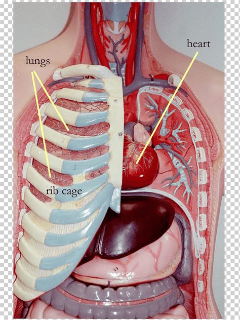 Rib Cage Anatomy With Organs Human Rib Cage High Res Illustrations