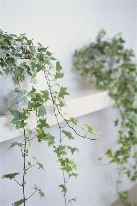 Indoor Ivy Plants Garden Zone Ideas