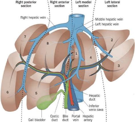 In humans, it is located in the right upper quadrant of the abdomen, below the diaphragm. Physiological Anatomy of Liver | Download Scientific Diagram