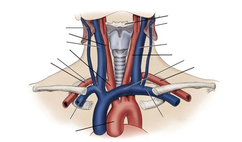 Neck Vains And Artories Anatomy Arteries Veins Human Anatomy My Xxx