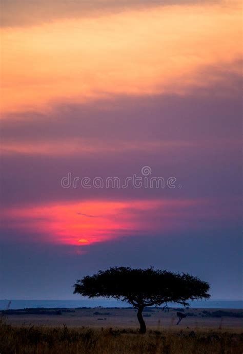 Sunset In The Maasai Mara National Park Africa Kenya Stock Image