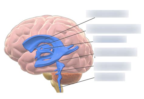 Ventricle System Of The Brain Lateral Diagram Quizlet
