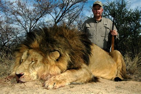 The british and irish lions have been touring south africa for over 120 years. WTF? South Africa doubles quota for lions killed in Canned ...