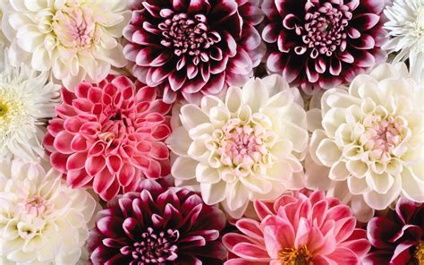 All pink flowers background photos are available in jpg, ai, eps, psd and cdr format. 167+ Flower Backgrounds, Wallpapers, Pictures, Images ...