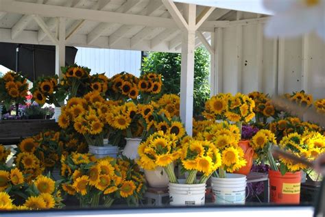 The Enchanted Home Rediscover Your Home Look At Those Sunflowers