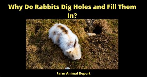 Why Do Rabbits Dig Holes And Fill Them In 2023 Plugging