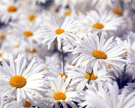 Beautiful White Wallpaperflowerdaisymayweedoxeye Daisychamomile