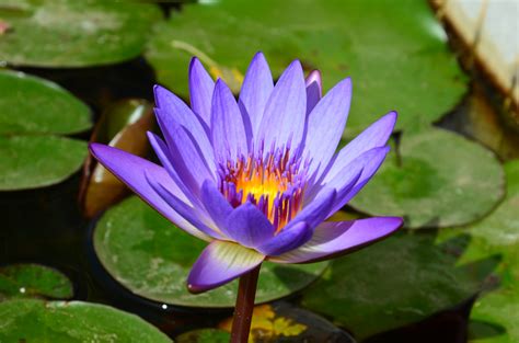 Stunning Gorgeous Water Lily Flowers Free Image