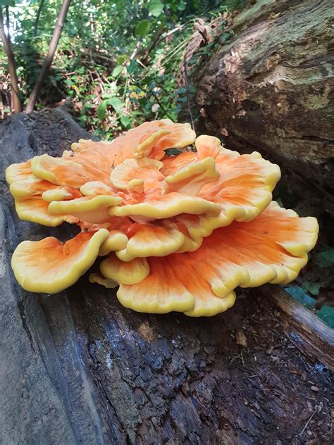 Prettiest Mushroom I Ever Did See Chicken Of The Woods Uk Stuffed