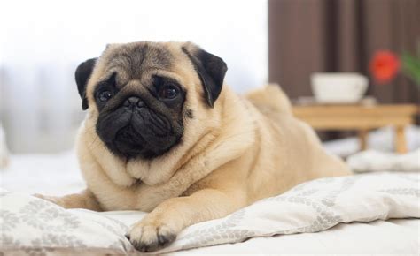 The Pug Care Guide Personality History Food And More The Farmers Dog