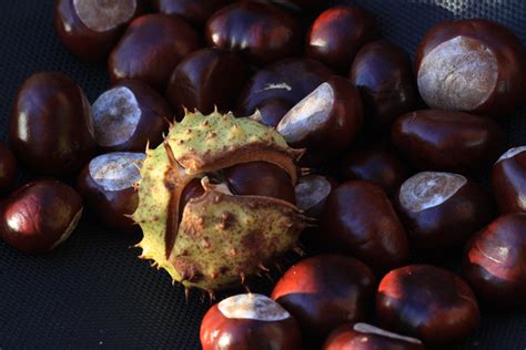 Healing Weeds Sweet Chestnuts X Horse Chestnuts