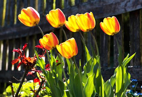 Viele arbeiten , die im märz begonnen wurden, müssen jetzt fortgesetzt werden: April - Willkommen auf Natur im Garten