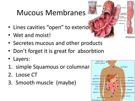 PPT Three General Membranes PowerPoint Presentation Free Download ID