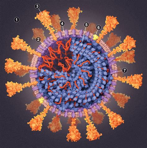 Inside The Coronavirus