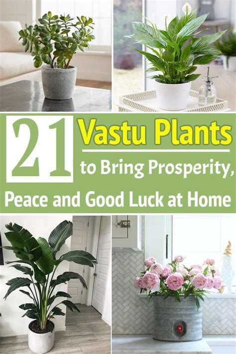 21 Vastu Plant To Bring Prosperity Peace And Good Luck At Home