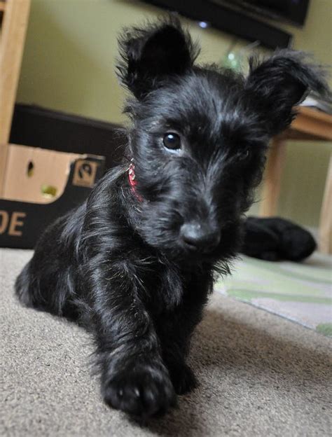 Black Scottish Terrier Chihuahua Mix Pets Lovers