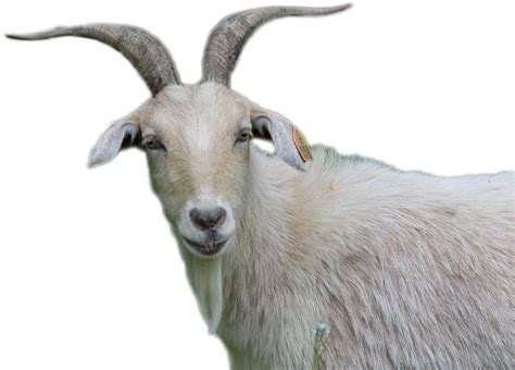 goats png - Goat Png Image - Running Goats | #274635 - Vippng