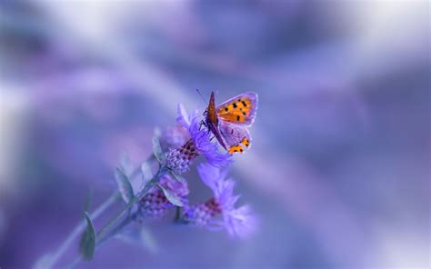 1680x1050 Butterfly Purple Flower 1680x1050 Resolution Hd