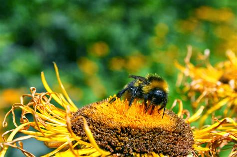 Balkan Ecology Project Garden Allies Ground Nesting Bees
