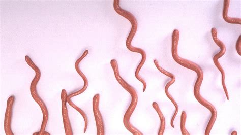 Slithery Slimy Worms Nbc Chicago