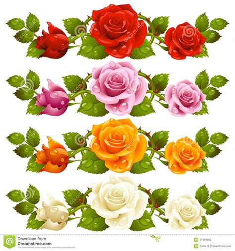 Fruit are 0.5 inches in diameter, red and oval. Vector Rose Horizontal Vignette Isolated On Backgr Stock ...