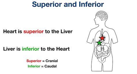 Anatomical Position And Directional Terms Definitions Example Labeled