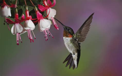 hummingbird hd wallpaper background image