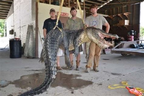 727 Pound Record Breaking Gator Caught In Miss Nation And World News