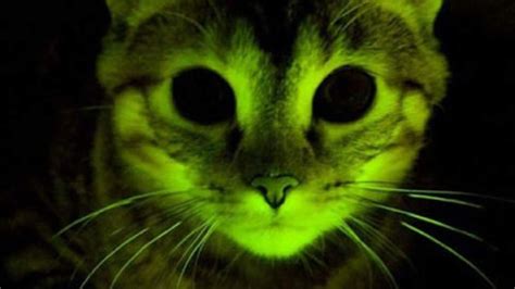 Glow In The Dark Cats Help Aids Research Scoop News Sky News