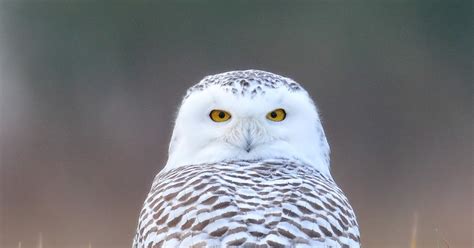 Ohio Birds And Biodiversity Snowy Owl Photography Tactics