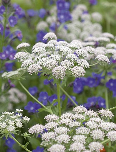 Umbellifers How To Choose And Grow The Best Umbellifers For Your