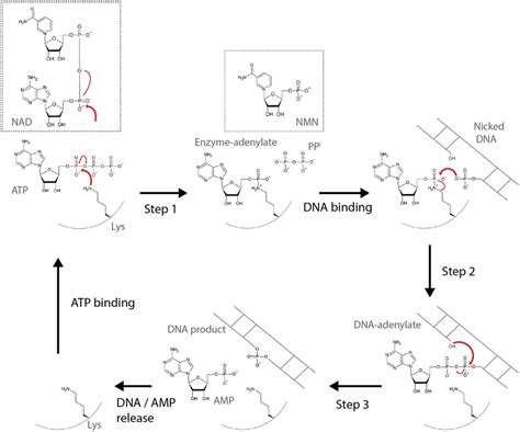 Steps Of The Nick Sealing Reaction Catalyzed By Dna Ligase Step 1 Of