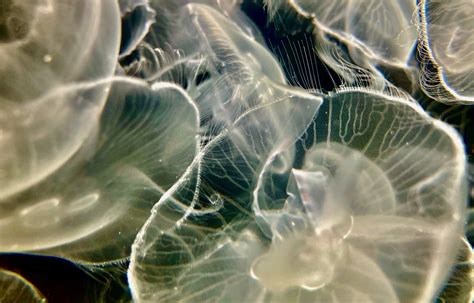 Bulk Orders Non Wholesale Sunset Marine Labs Live Jellyfish Aquariums