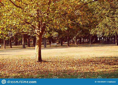 Yellowing Sycamore In Autumn Scenic Park Deciduous Tree Stock Image